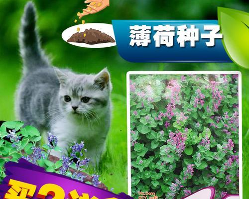 探秘小森生活猫毛球的神奇作用（解锁游戏中的猫毛球）